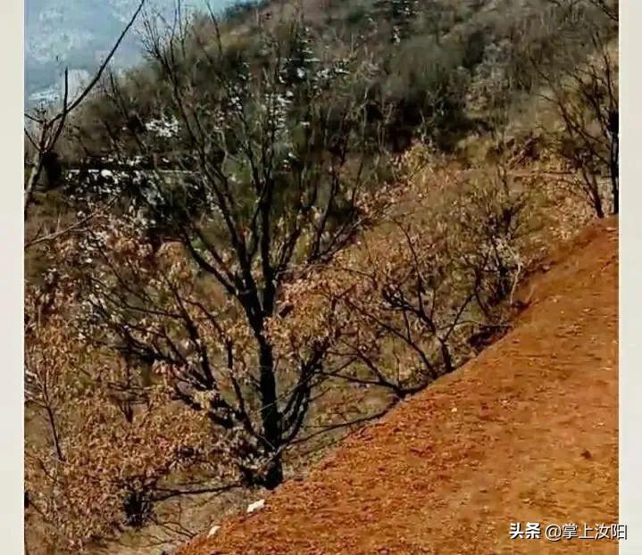 掌上汝阳最新动态，最新消息一览