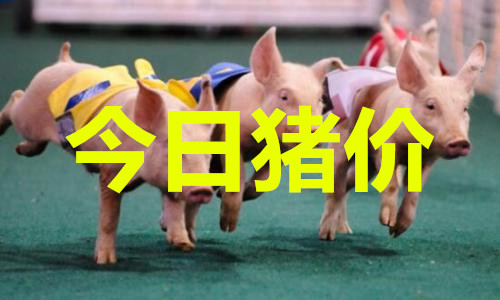 最新猪价动态，市场走势、影响因素及未来展望分析