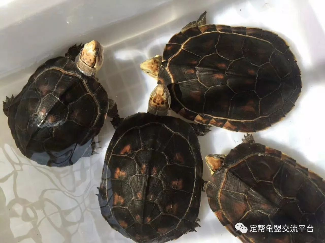 最新石龟价格，龟途中的奇遇与友情的温暖