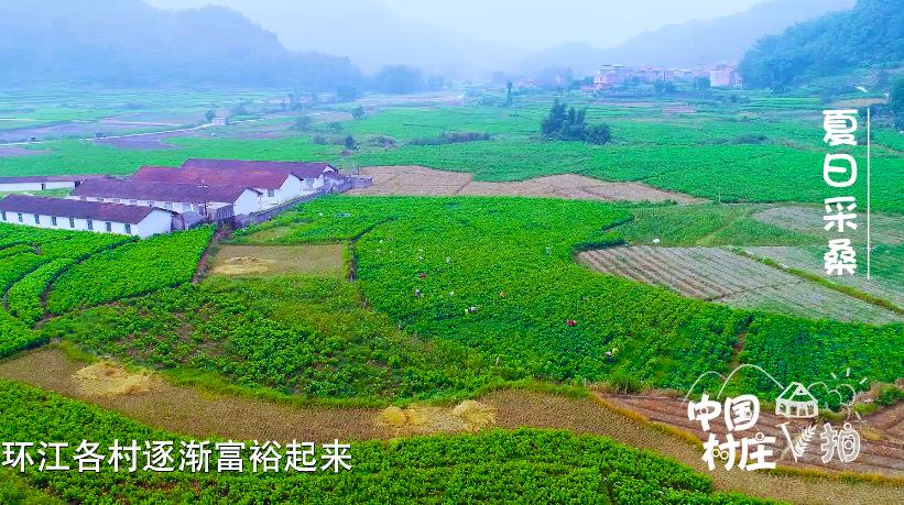广西养蚕基地探寻之旅，绿色与平静的交融