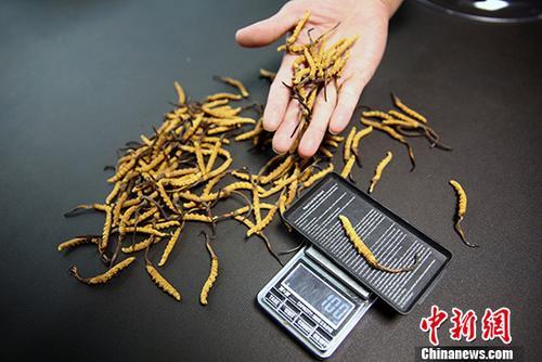 冬虫草全蝎胶囊价格，小巷深处的健康宝藏之选