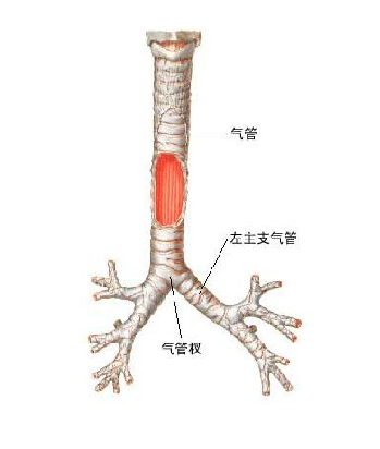 支气管扩张最新疗法揭秘，小巷深处的健康秘密探索