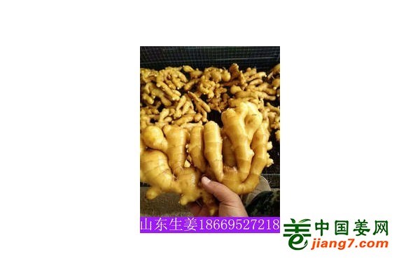 莱州大姜最新行情揭秘，小巷深处的价格宝藏